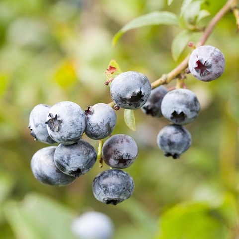 Borůvky a brusinky - Kanadská borůvka 'Hortblue Petite'® květináč 5 litrů, výška 30/50cm, keř, částečně samosprašná