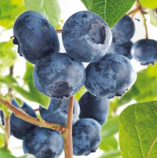 Borůvky a brusinky - Kanadská borůvka Hortblue Petite® květináč 5 litrů, výška 30/50cm, keř, částečně samosprašná