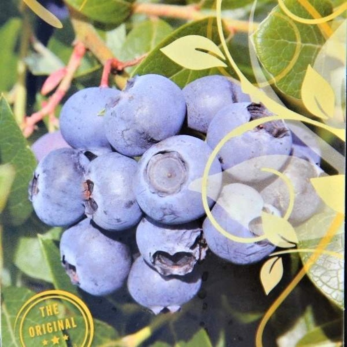 Borůvky a brusinky - Kanadská borůvka 'Hortblue Petite'  květináč 7,5 litru, částečně samosprašná, remontantní