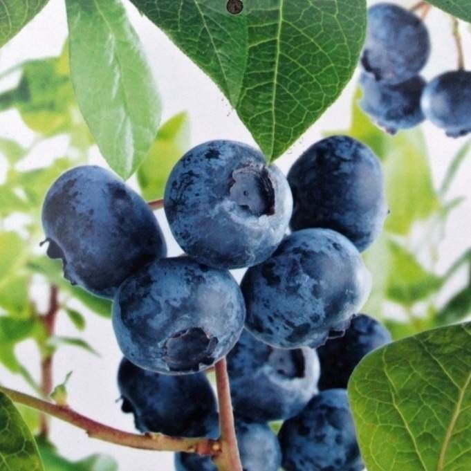 Borůvky a brusinky - Kanadská borůvka 'Jersey' květináč 2 litry, výška 40/60cm, keř, částečně samosprašná