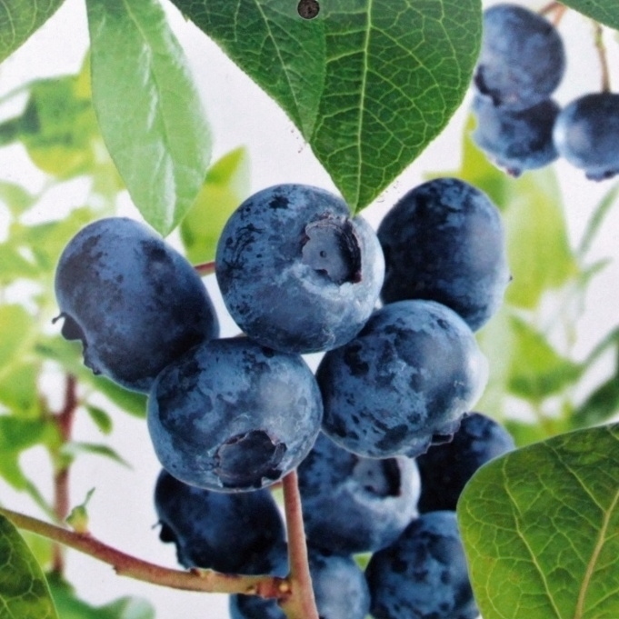 Borůvky a brusinky - Kanadská borůvka Jersey květináč 5 litrů, výška 30/50cm, keř, částečně samosprašná