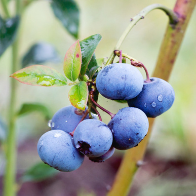 Borůvky a brusinky - Kanadská borůvka Jorma květináč 5 litrů, výška 30/50cm, keř, částečně samosprašná, REMONTANTNÍ