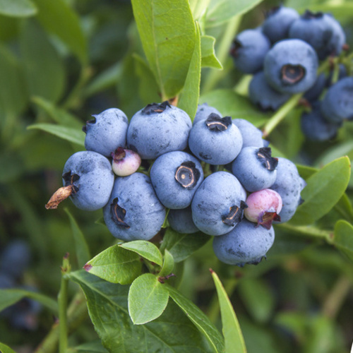 Borůvky a brusinky - Kanadská borůvka 'Nelson' květináč 10 litrů, kmínek 80m, stromek, částečně samosprašná