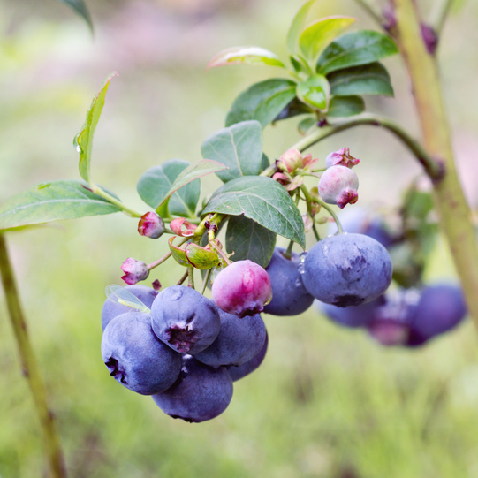 Borůvky a brusinky - Kanadská borůvka 'Northland' květináč 2 litry, výška 40/60cm, keř, částečně samosprašná