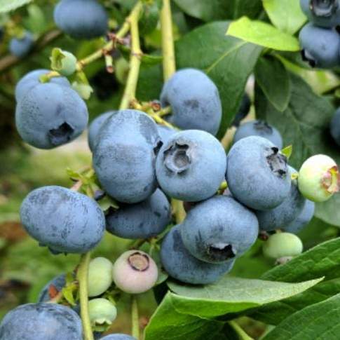 Borůvky a brusinky - Kanadská borůvka 'Patriot' květináč 16,5 litru, výška 80/+cm, keř, částečně samosprašná