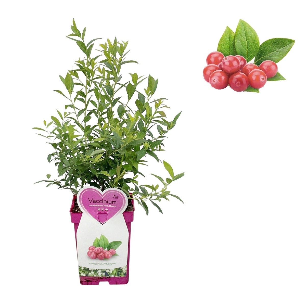 Borůvky a brusinky - Kanadská borůvka 'Pink Berry' květináč 5 litrů, výška 30/50cm, keř, částečně samosprašná