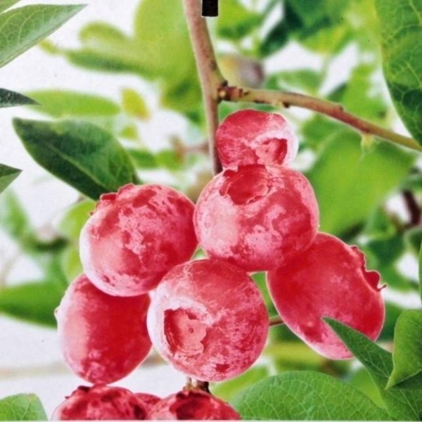 Borůvky a brusinky - Kanadská borůvka 'Pink Lemonade' výška 20/40cm, 2,5 litru, částečně samosprašná