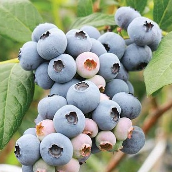 Borůvky a brusinky - Kanadská borůvka 'Powder Blue' květináč 2 litry, výška 40/60cm, keř, částečně samosprašná