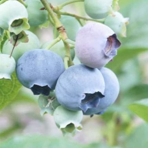 Borůvky a brusinky - Kanadská borůvka 'Spartan' 2,5 litru