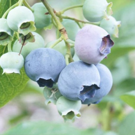 Borůvky a brusinky - Kanadská borůvka 'Spartan' květináč 20 litrů, výška 60/+cm, keř, částečně samosprašná
