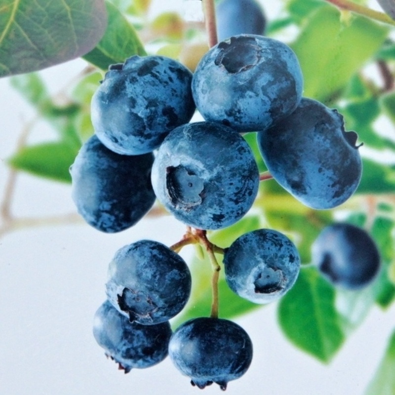 Borůvky a brusinky - Kanadská borůvka 'Sunshine Blue' květináč 2,5 litru, výška 30/40cm, keř, částečně samosprašná