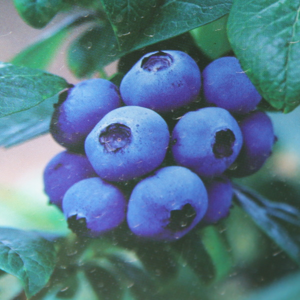 Borůvky a brusinky - Kanadská borůvka 'Top Hat' květináč 2,5 litru, keř, ranná