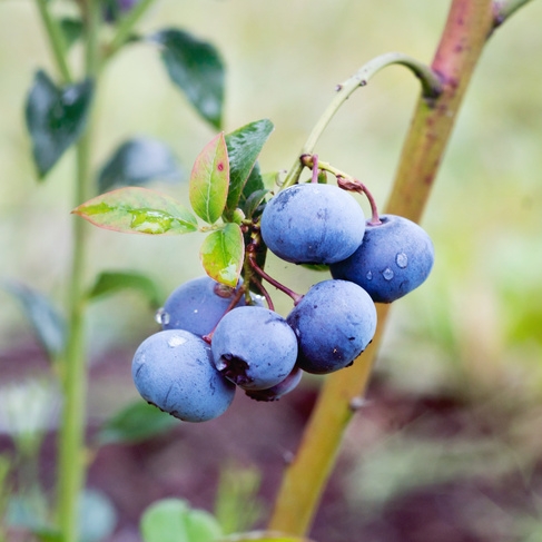 Borůvky a brusinky - Kanadská borůvka 'Toro' květináč 2 litry, výška 40/60cm, keř, částečně samosprašná