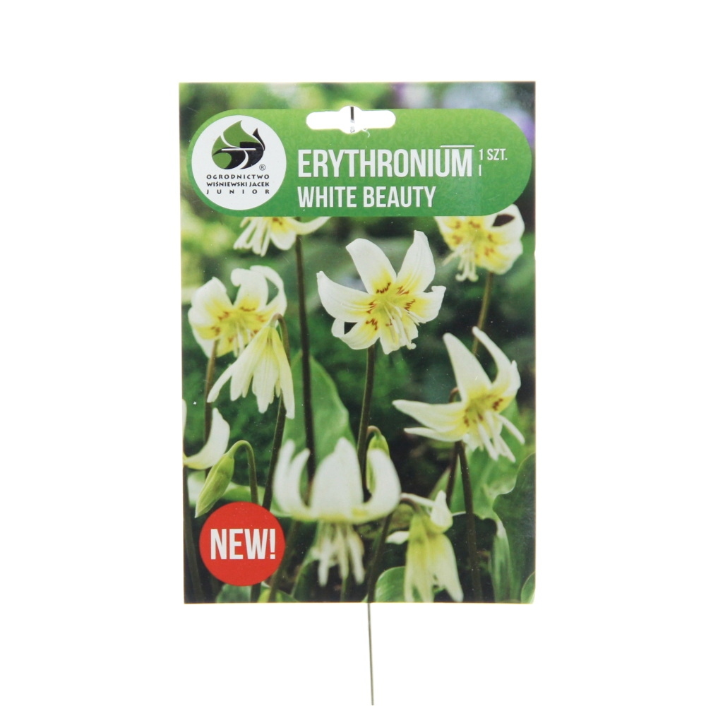 Rostliny - Kandík bílý 'White Beauty' 1ks