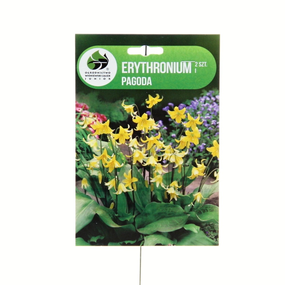 Rostliny - Kandík Pagoda 2ks