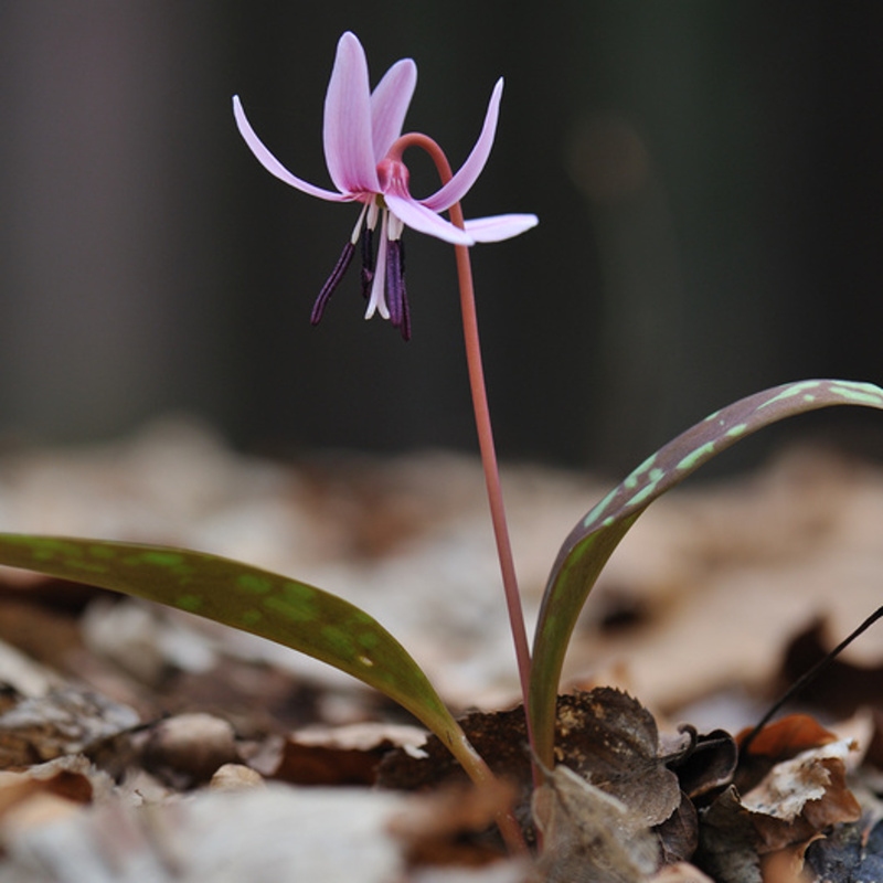 Stínomilné - Kandík psí zub 9cm