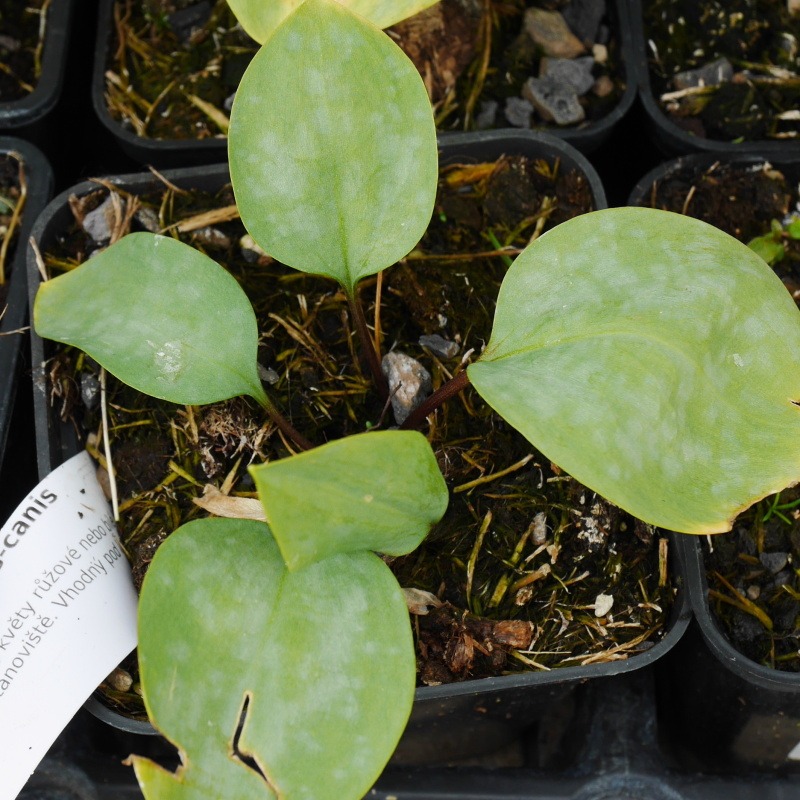 Kandík psí zub 9cm-0