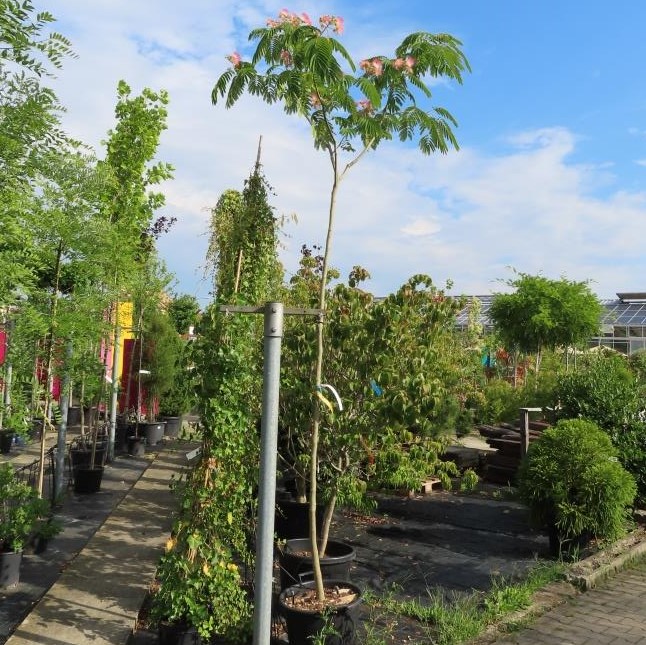 Kapinice květináč 18 litrů, obvod kmene 6/8cm, strom-0