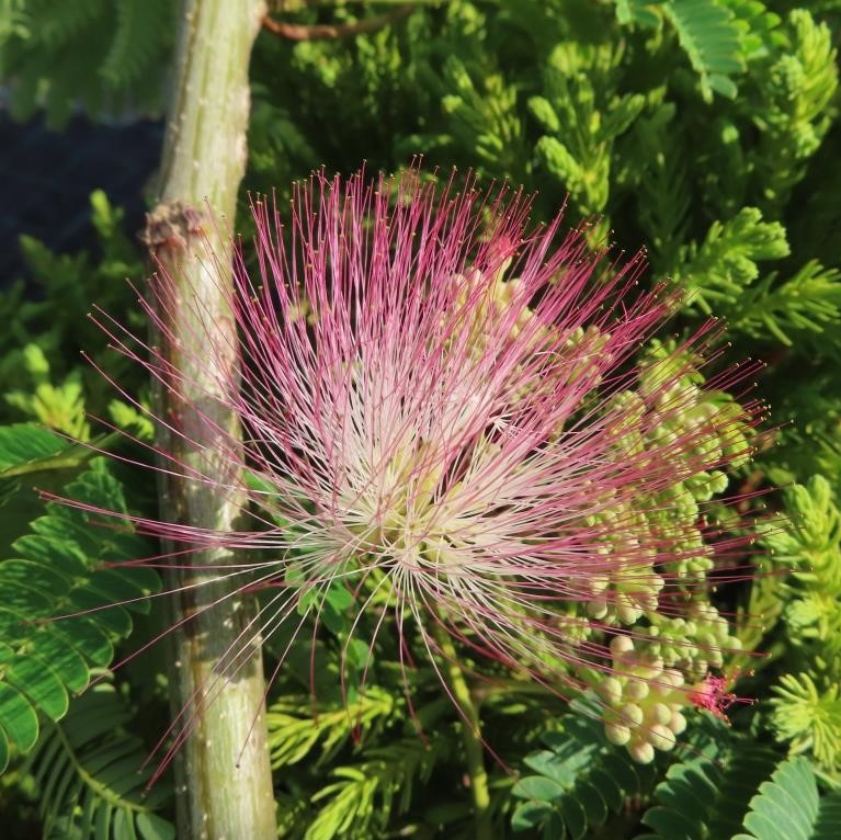 Kapinice květináč 18 litrů, obvod kmene 6/8cm, strom-1