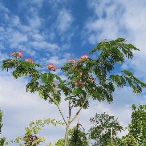 Kapinice květináč 18 litrů, obvod kmene 6/8cm, strom-2