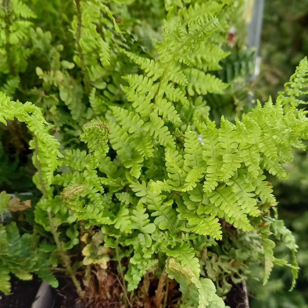 Stínomilné - Kapraď 'Crispa' květináč 9cm