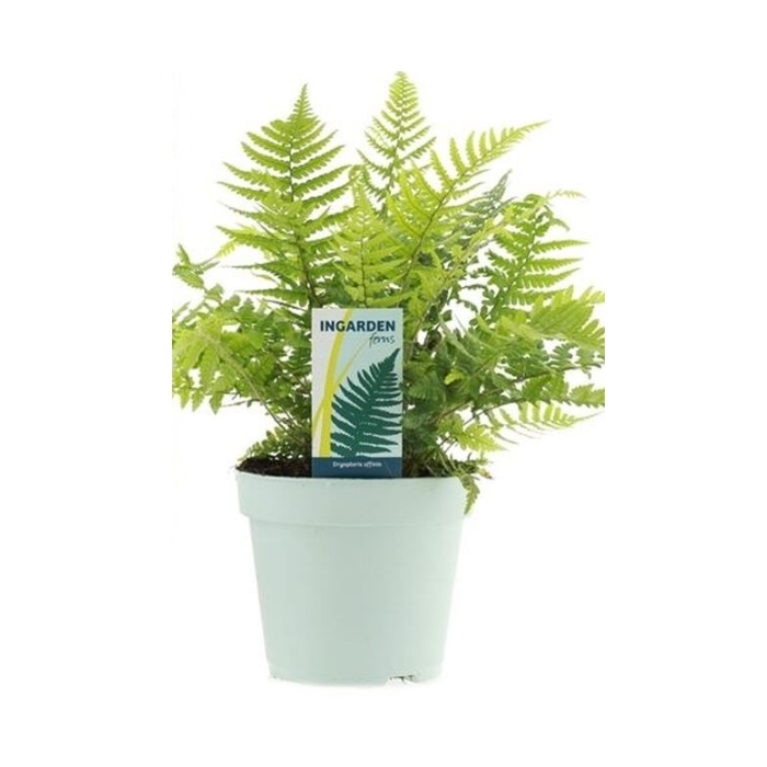 Stínomilné - Kapraď rezavá květináč 2 litry