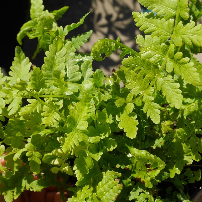 Stínomilné - Kapraď samec 9cm