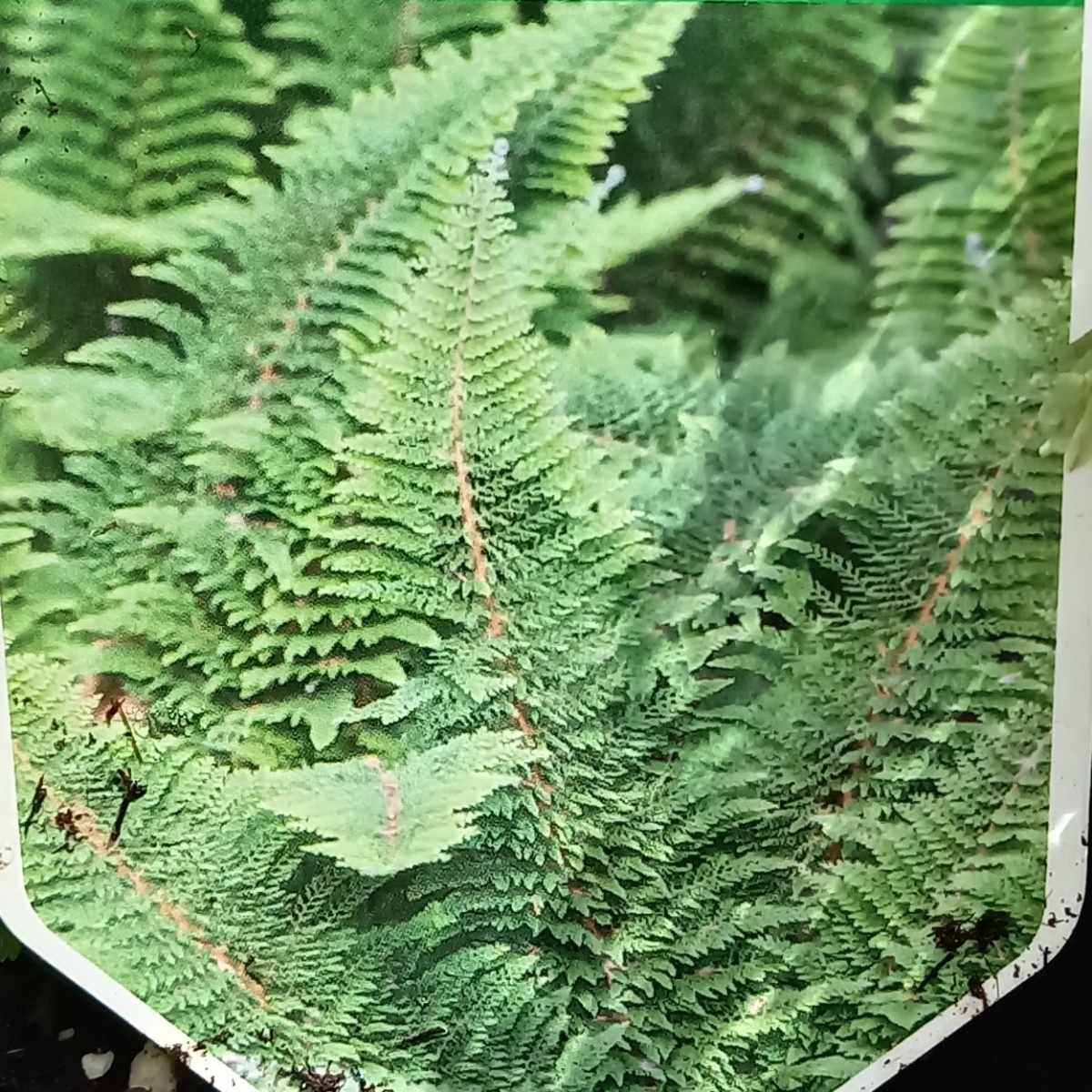 Kapraď štětinonosná Plumosum Densum květináč 11cm-0