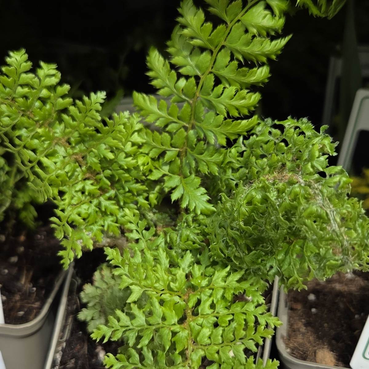 Stínomilné - Kapraď štětinonosná Plumosum květináč 9cm