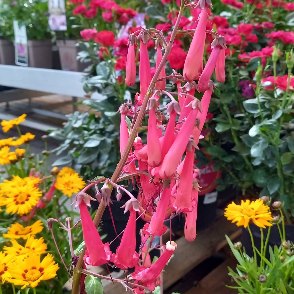 Na slunce - Kapská fuchsie Cherry Ripe květináč 9cm
