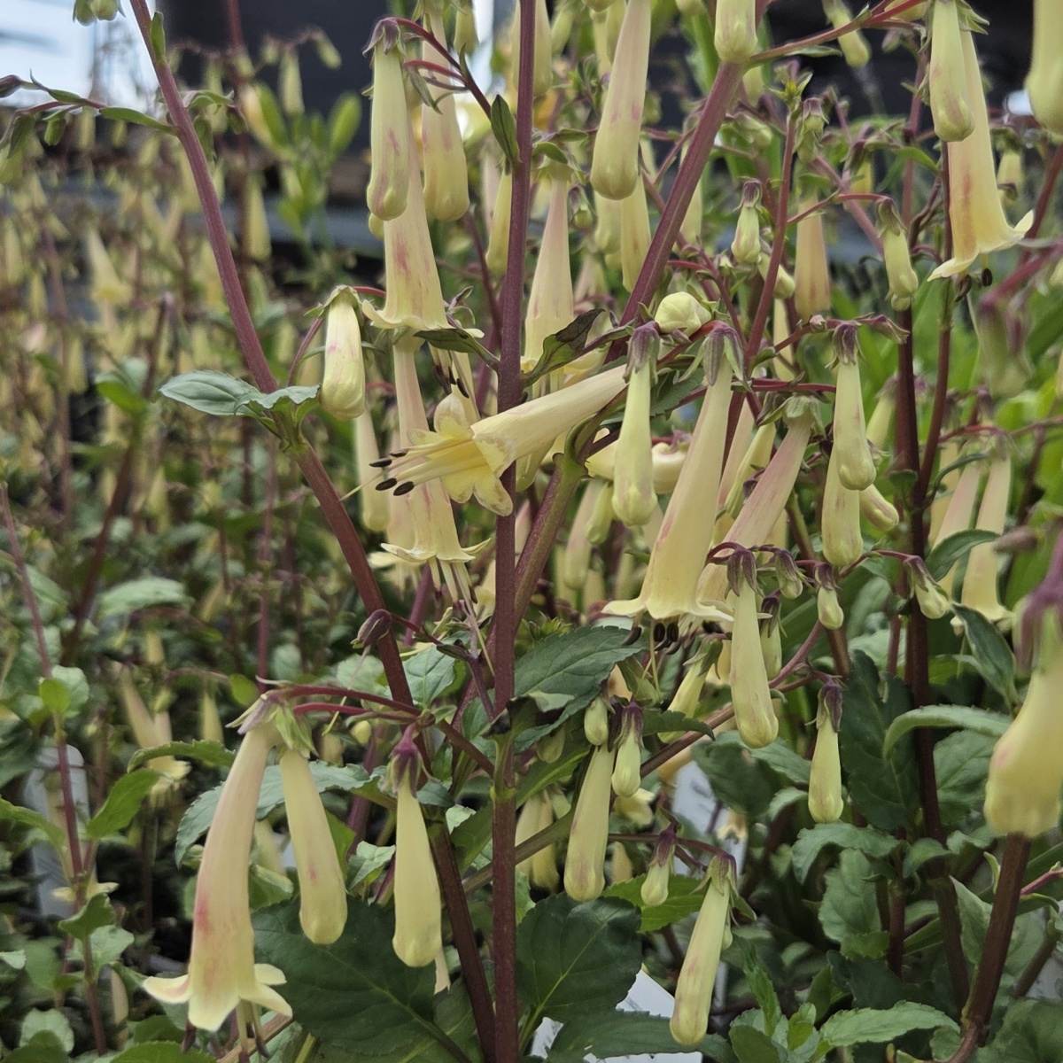 Na slunce - Kapská fuchsie Lemon Teardrops květináč 3 litry