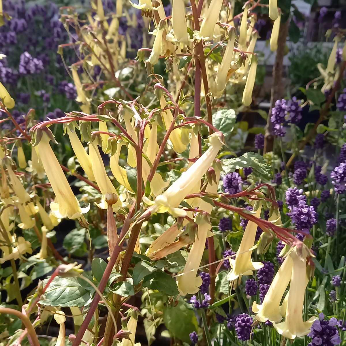 Na slunce - Kapská fuchsie Lemon Teardrops květináč 9cm