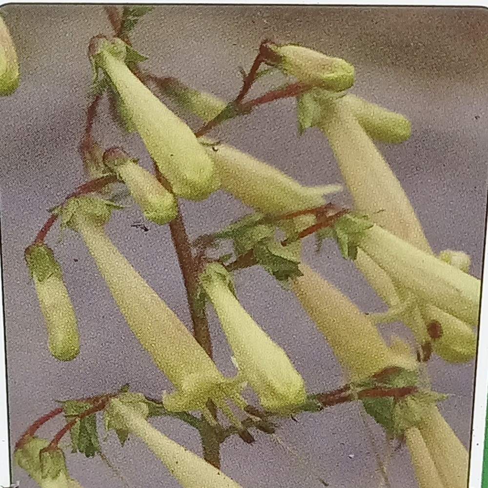 Kapská fuchsie Lemon Teardrops květináč 9cm-0