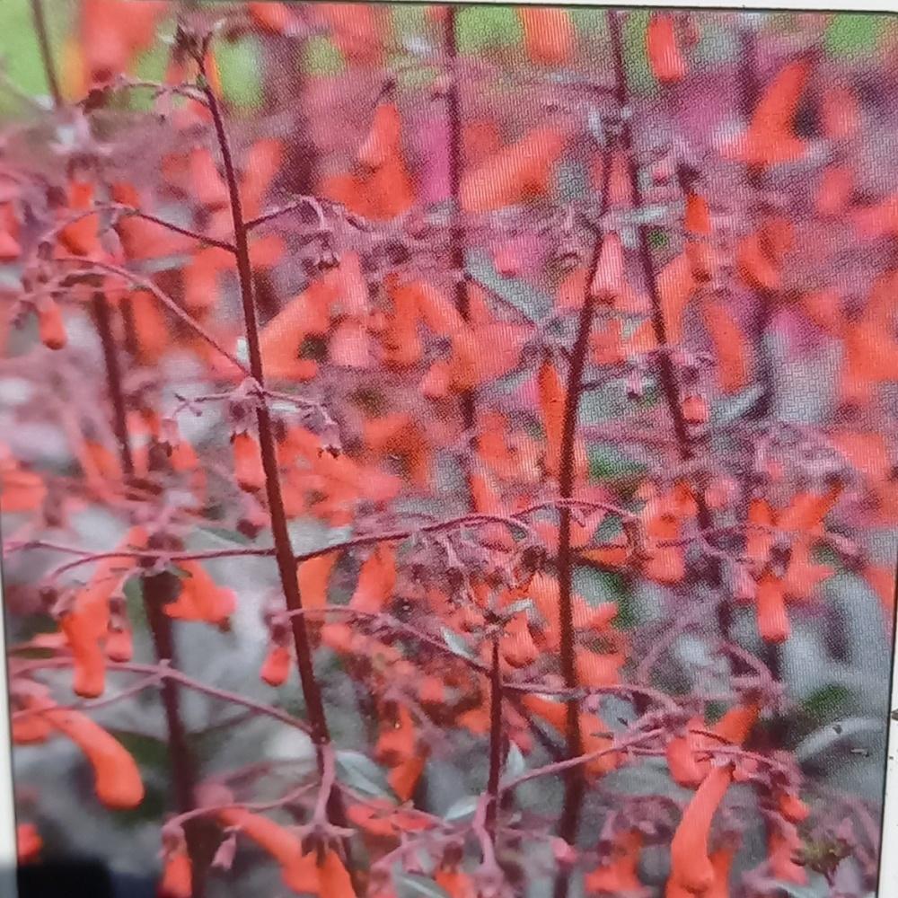 Na slunce - Kapská fuchsie Passionata květináč 9cm