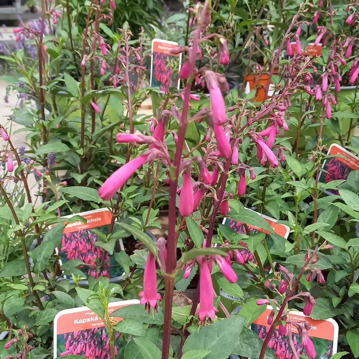 Na slunce - Kapská fuchsie Sensation květináč 3 litry