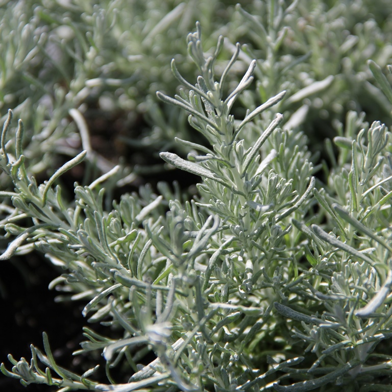 Bylinky - Kari 'Aladin' květináč 12cm