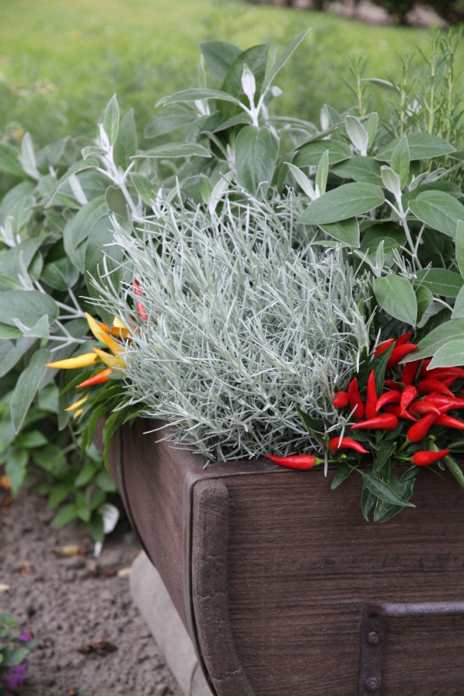 Kari BIO květináč 12cm-2