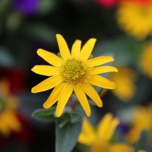 Karneval barev Lechuza-2