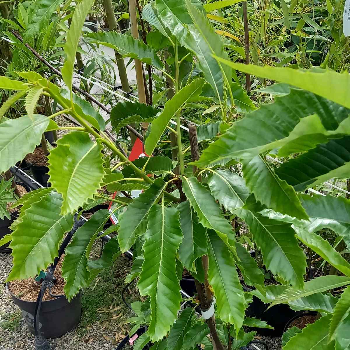 Listnaté stromky a stromy - Kaštanovník jedlý Doré de Lyon květináč 10 litrů