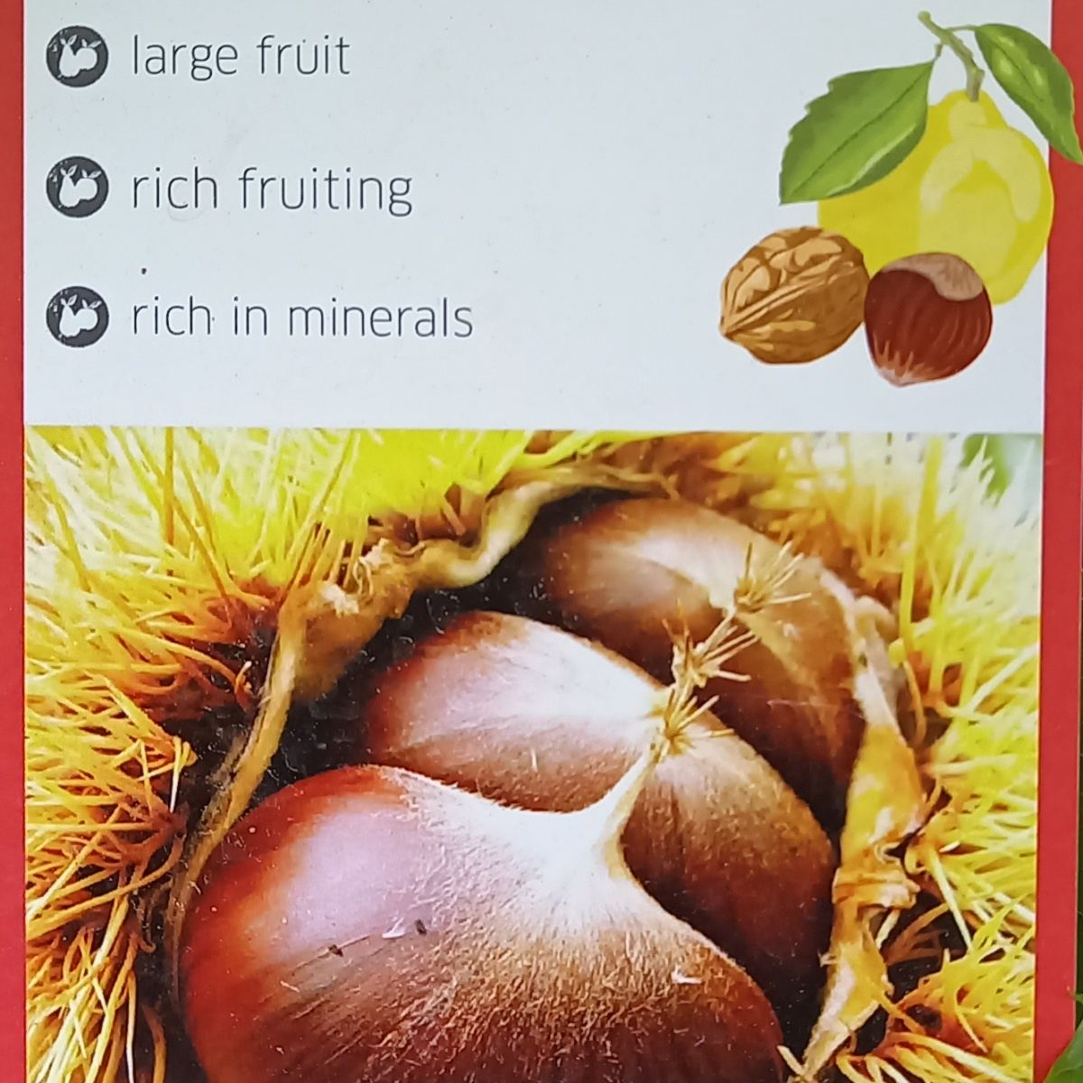 Kaštanovník jedlý Doré de Lyon květináč 10 litrů-0