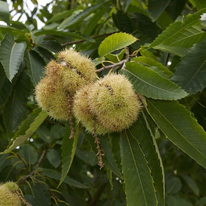 Listnaté stromky a stromy - Kaštanovník jedlý kmínek 1/2, květináč 6 litrů
