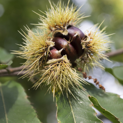 Listnaté stromky a stromy - Kaštanovník jedlý 'Marigoule' výška 200/250cm, částečně samosprašný