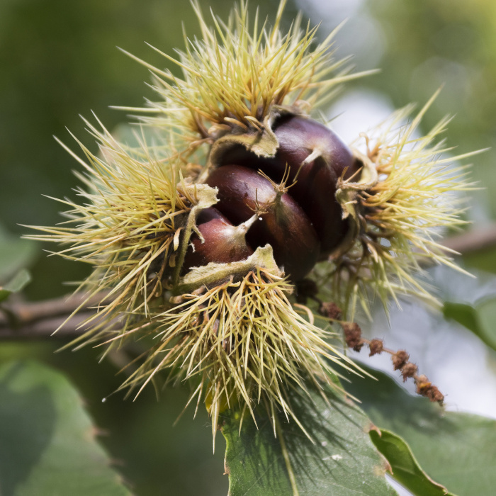 Listnaté stromky a stromy - Kaštanovník jedlý 'Soutovello' výška 200/250cm
