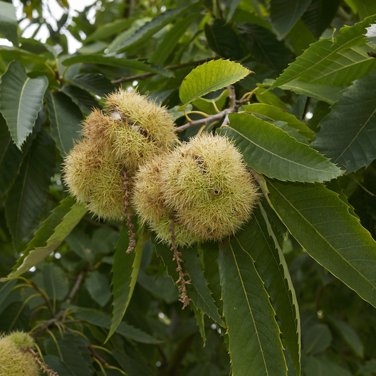 Listnaté stromky a stromy - Kaštanovník setý květináč 20 litrů, obvod kmene 6/8cm, strom, CIZOSPRAŠNÝ
