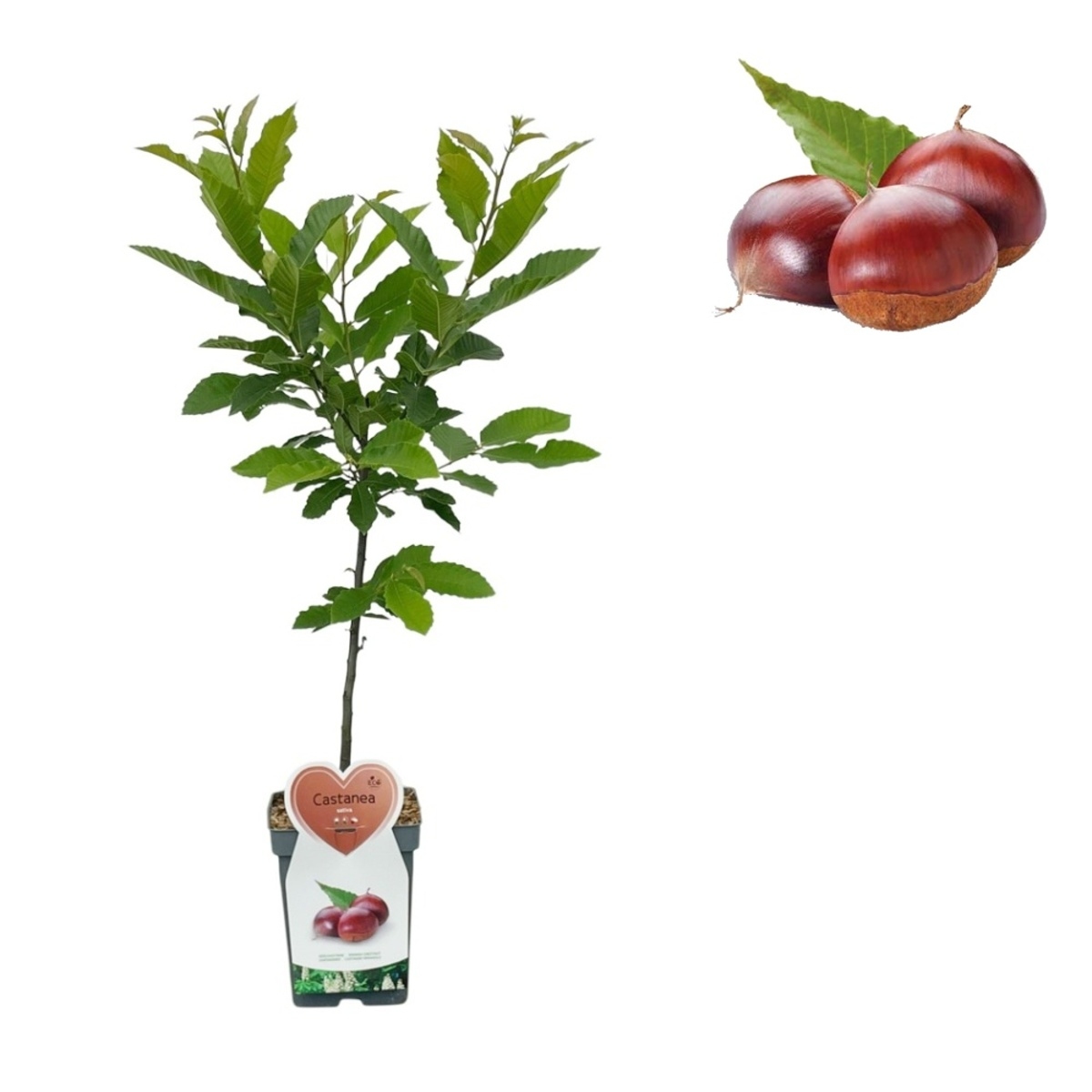 Rostliny - Kaštanovník setý květináč 5 litrů, balkonová, stromek, CIZOSPRAŠNÝ