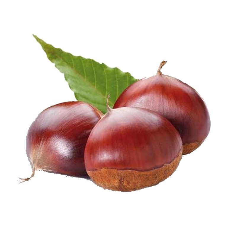 Kaštanovník setý květináč 5 litrů, balkonová, stromek, CIZOSPRAŠNÝ-0