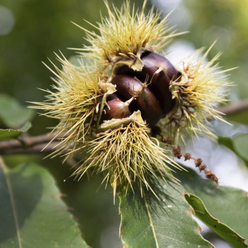 Listnaté stromky a stromy - Kaštanovník setý 'Magical Bowl'© květináč 20 litrů, kmínek 140cm, strom, zakslý, CIZOSPRAŠNÝ