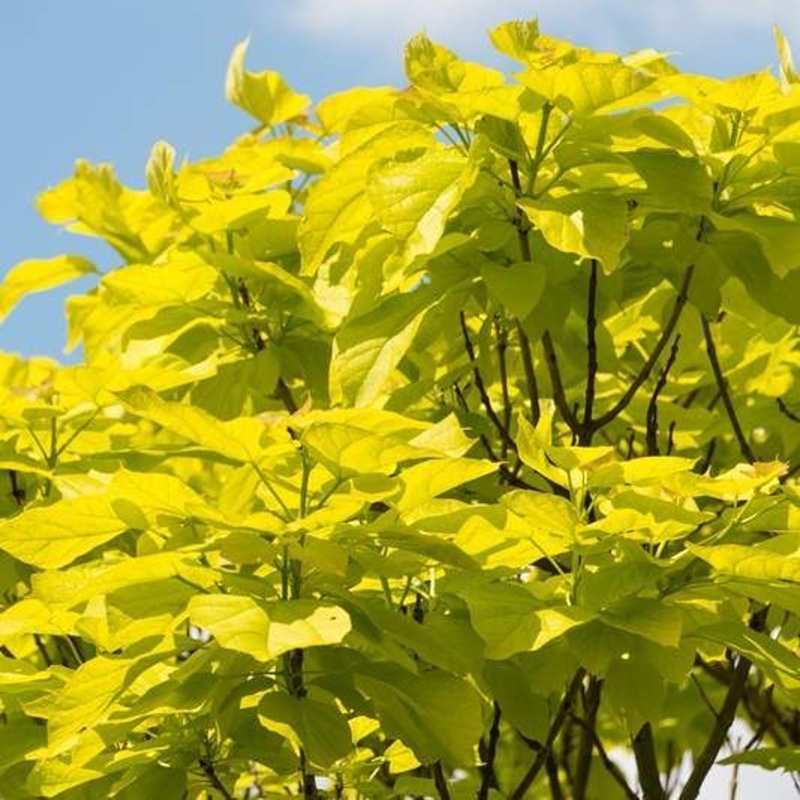 Listnaté stromky a stromy - Katalpa trubačovitá Aurea květináč 12 litrů