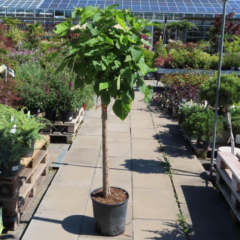 Listnaté stromky a stromy - Katalpa trubačovitá 'Nana' květináč 15 litrů, obvod kmene 8/10cm, malý kmínek, strom