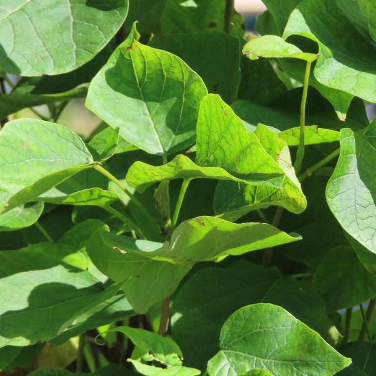 Katalpa trubačovitá 'Nana' květináč 15 litrů, obvod kmene 8/10cm, malý kmínek, strom-0